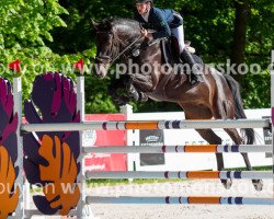 jumper Dream of Diarado (KWPN (Royal Dutch Sporthorse), 2009, from Diarado)