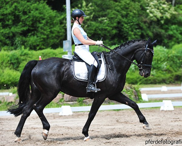 dressage horse Rositto (Hanoverian, 2007, from Rascalino)