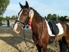 Dressurpferd Arvalon Siriel (Welsh-Cob (Sek. D), 2004, von Dwyfor Scooby Do)