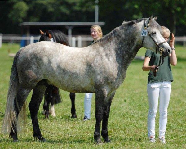 stallion Glaskopf Iwyn (Connemara Pony, 2007, from Imperator Melody)