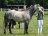 stallion Glaskopf Iwyn (Connemara Pony, 2007, from Imperator Melody)