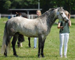 Deckhengst Glaskopf Iwyn (Connemara-Pony, 2007, von Imperator Melody)