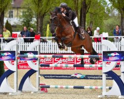 jumper Freak For Me (Hanoverian, 2005, from Holland)