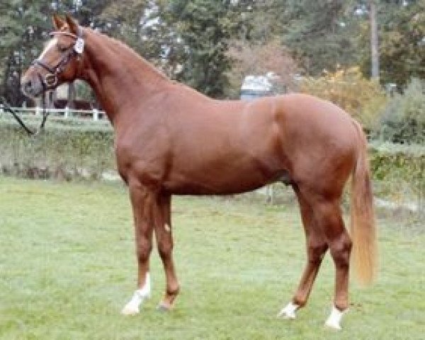 stallion Lizitant (Hanoverian, 2004, from Lauries Crusador xx)