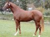 stallion Lizitant (Hanoverian, 2004, from Lauries Crusador xx)