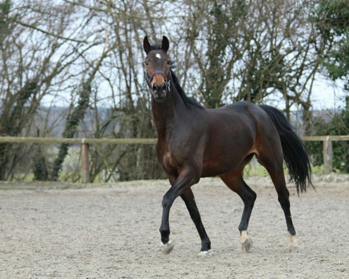 Springpferd Edelfee D (KWPN (Niederländisches Warmblut), 2009, von Lexicon)