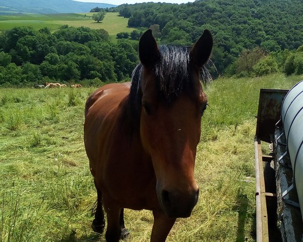 Pferd Pilgrem (50% ox) (Arabo-Haflinger, 2003, von Nabil Bouznika ox)