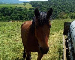 Pferd Pilgrem (50% ox) (Arabo-Haflinger, 2003, von Nabil Bouznika ox)