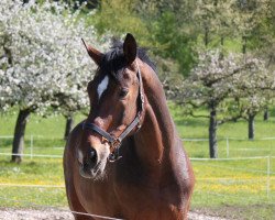 dressage horse Faromir H (Westphalian, 2007, from Fürst Grandios)