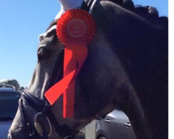 dressage horse Petit Platini (German Riding Pony, 2010, from FS Pearcy Pearson)