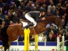 stallion Ovidius (KWPN (Royal Dutch Sporthorse), 1996, from Aldatus Z)