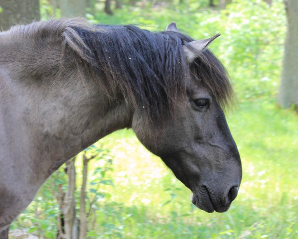 Pferd Nugat (Konik, 2003)