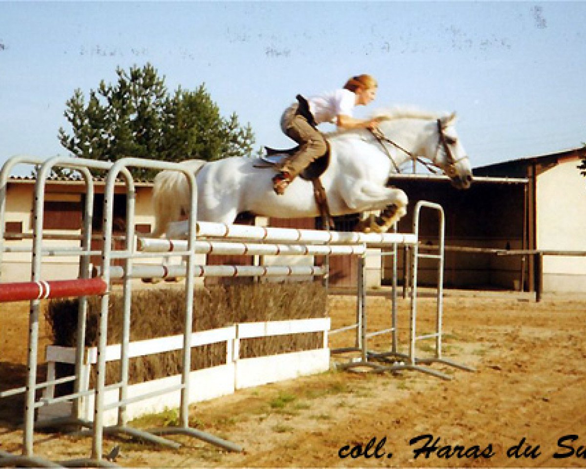 Deckhengst Lord Ravary (Connemara-Pony, 1977, von Hableur de Ravary)