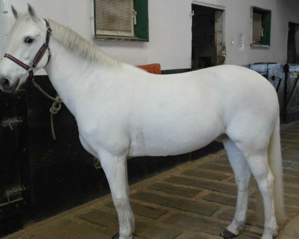 Pferd Opera du Clos (Connemara-Pony, 2002, von Lord Ravary)