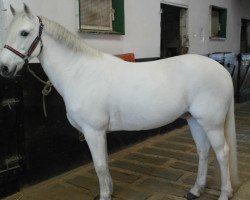 horse Opera du Clos (Connemara Pony, 2002, from Lord Ravary)