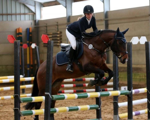 dressage horse Ringo Starkey (Pony without race description, 2008)