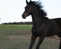 dressage horse Captain Hook (German Sport Horse, 2016, from Carpalo)