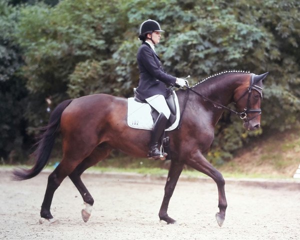 dressage horse Earl of Doolington (Trakehner, 2010, from Songline)