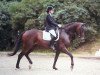 dressage horse Earl of Doolington (Trakehner, 2010, from Songline)