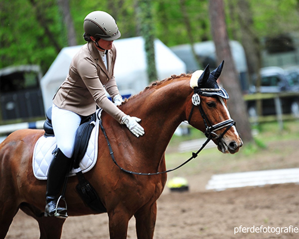 dressage horse Mr.Surprise 2 (unknown, 2007, from Unbekannt)