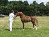 stallion Linde Hoeve's Elegant (KWPN (Royal Dutch Sporthorse), 2002, from Den Bramel's Rio)