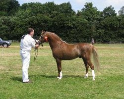 Deckhengst Linde Hoeve's Elegant (KWPN (Niederländisches Warmblut), 2002, von Den Bramel's Rio)