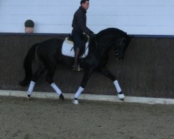 dressage horse Giraud A.S. (Württemberger, 2013, from Genesis)