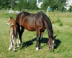 broodmare Padischah (Rhinelander, 1994, from Pessoa)