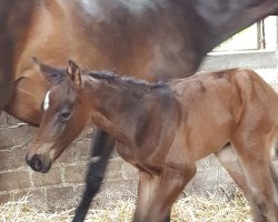 broodmare Valentine CLH (Hanoverian, 2017, from Vilancio)