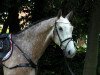 jumper Piana 40 (Oldenburg show jumper, 2012, from Perigueux As)