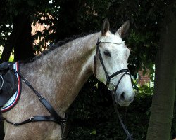 jumper Piana 40 (Oldenburg show jumper, 2012, from Perigueux As)