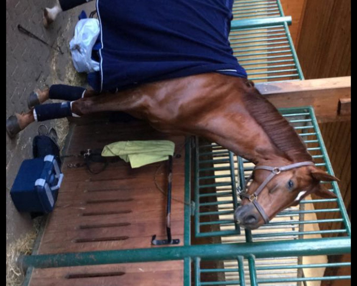 jumper Galou Prie (German Warmblood, 2012, from Goldfever 3)