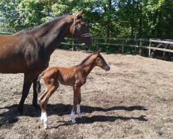 broodmare Cassiopeia 63 (Hanoverian, 2003, from Conteur)