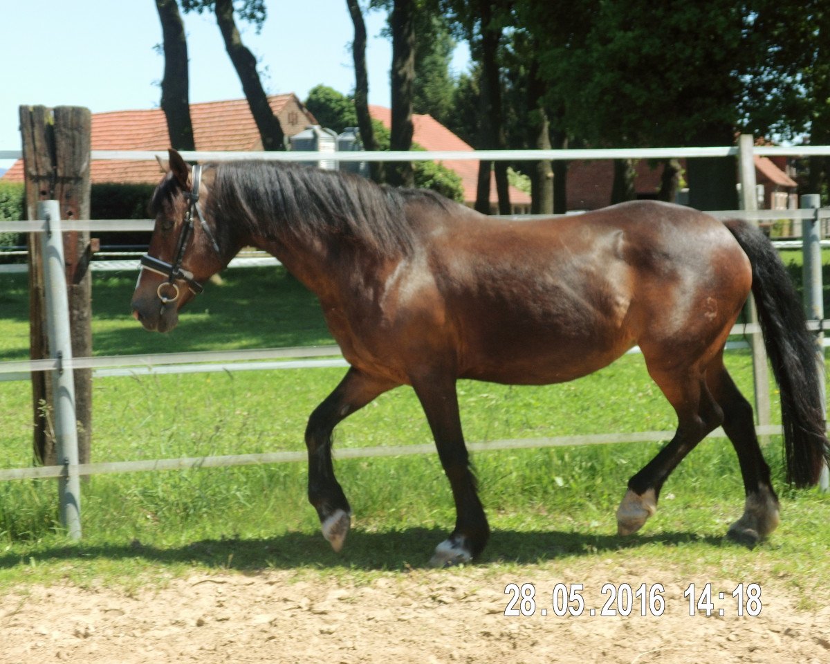 broodmare Joyce H (German Riding Pony, 1992, from Balthasar)