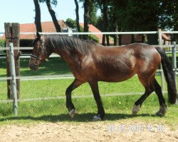 Zuchtstute Joyce H (Deutsches Reitpony, 1992, von Balthasar)