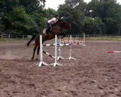 horse Cavus (German Sport Horse, 2007, from Con Sherry)