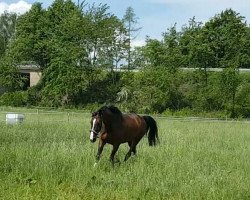 Springpferd Calimero 567 (Westfale, 2006, von Cadeau des Dieux)