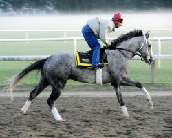 stallion Macho Again xx (Thoroughbred, 2005, from Macho Uno xx)