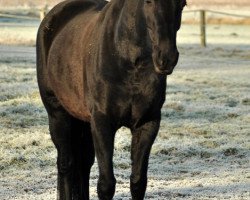 broodmare Indira M 3 (Oldenburg show jumper, 2005, from Heops)