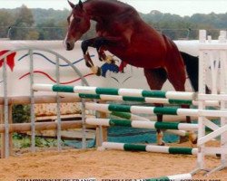 broodmare Phoebe D'Ete (Selle Français, 2003, from Lux Z)