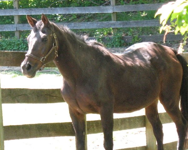 broodmare Torsion Belle xx (Thoroughbred, 1977, from Torsion xx)