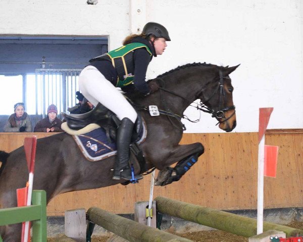 jumper Cleo 172 (Little German Riding Horse, 2005, from Continue)