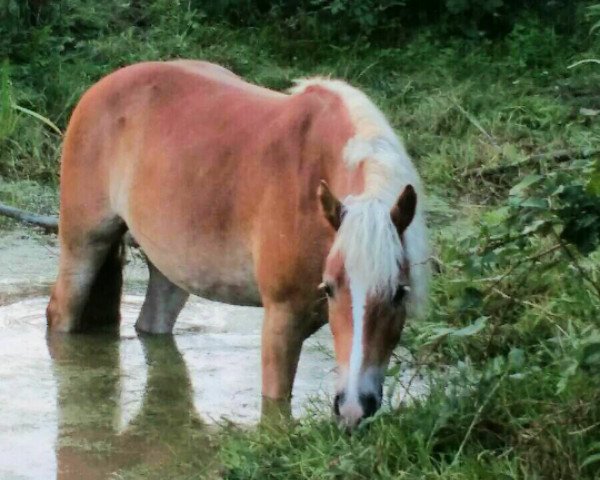 horse Armani von den Alleegärten (Haflinger, 2013, from Arachon II)