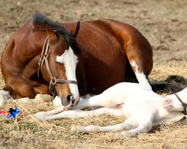 broodmare Princesspatseattle xx (Thoroughbred, 2009, from Airdrie Apache xx)