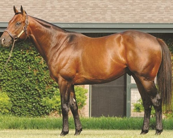 stallion Bluegrass Cat xx (Thoroughbred, 2003, from Storm Cat xx)