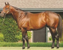 stallion Bluegrass Cat xx (Thoroughbred, 2003, from Storm Cat xx)