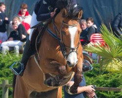 broodmare Havana ter Doorn (Belgian Warmblood, 2007, from Lord Z)