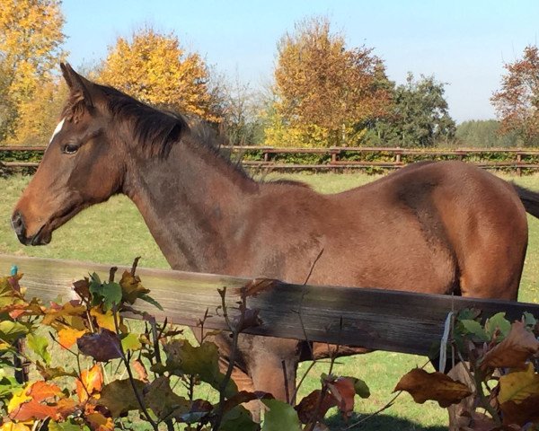 Dressurpferd Goldrichtig (Trakehner, 2016, von High Motion 2)