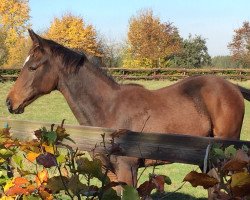 dressage horse Goldrichtig (Trakehner, 2016, from High Motion 2)