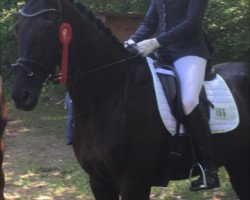 dressage horse La France H (Hanoverian, 2005, from Likoto xx)